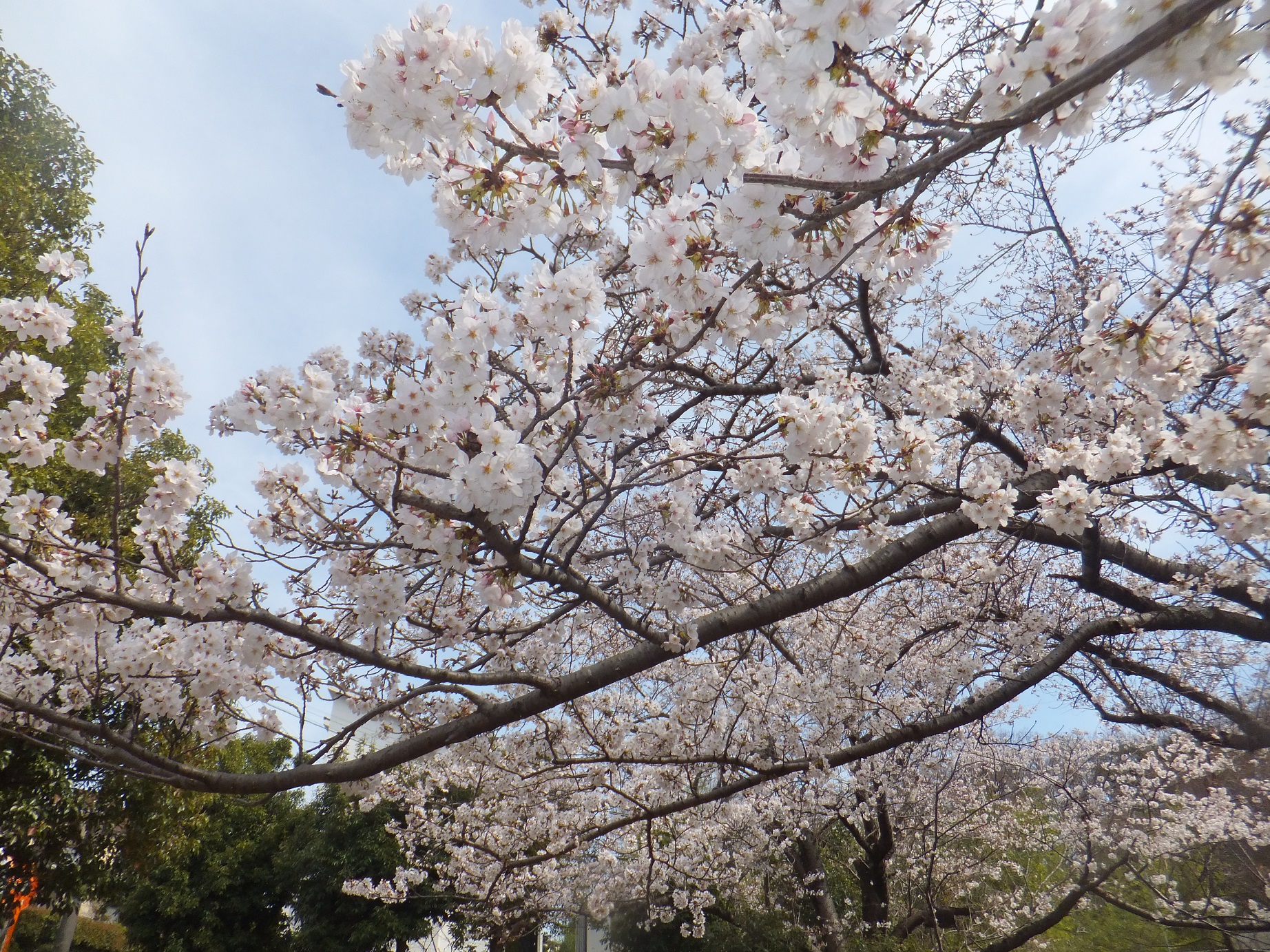 桜が満開の季節